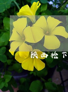 陕西枪下留人律师