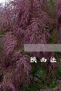 陕西法律咨询公益服务队 陕西法律咨询公益服务队