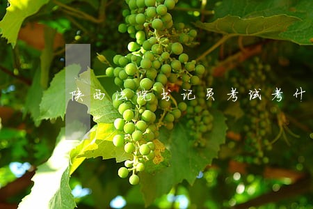 陕西法院书记员考试考什么