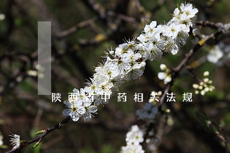 陕西省中药相关法规 陕西省中药相关法规