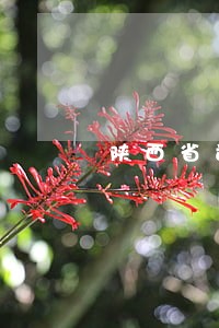 陕西省司法厅麻厅长 陕西省司法厅麻厅长