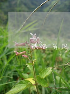 陕西省图逾期费用 陕西省图逾期费用
