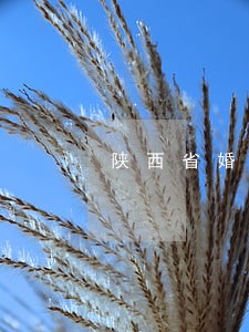 陕西省婚姻律师电话咨询 陕西省婚姻律师电话咨询