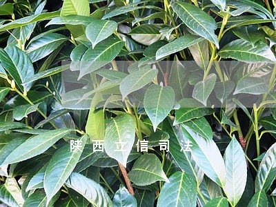 陕西立信司法 陕西立信司法