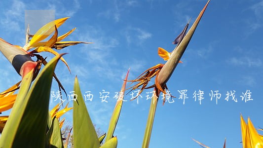 陕西西安破坏环境罪律师找谁 陕西西安破坏环境罪律师找谁