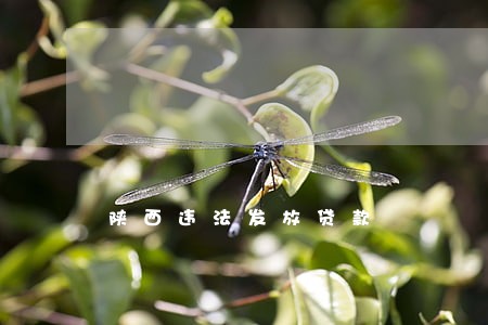 陕西违法发放贷款 陕西违法发放贷款