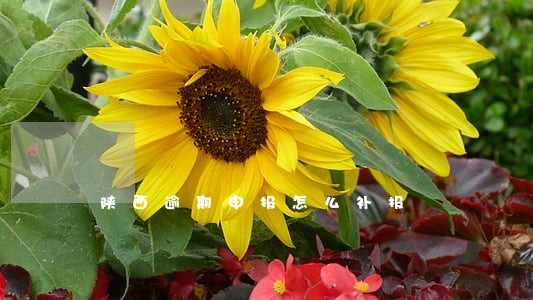 陕西逾期申报怎么补报