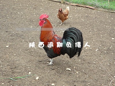 陕西逾期负债人 陕西逾期负债人