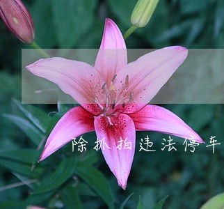 除抓拍违法停车将开发这些新功能 除抓拍违法停车将开发这些新功能