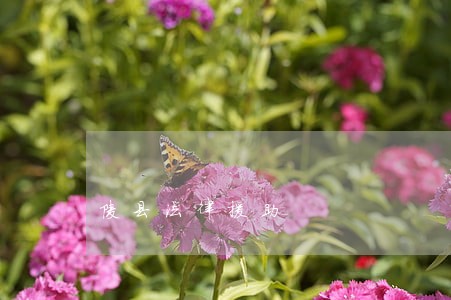 陵县法律援助 陵县法律援助