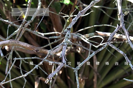 陵水县火灾赔偿律师咨询电话 陵水县火灾赔偿律师咨询电话