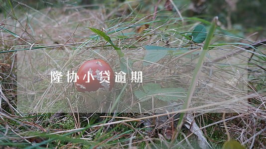 隆协小贷逾期 隆协小贷逾期
