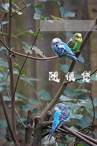 随便贷逾期没有催收呢 随便贷逾期没有催收呢