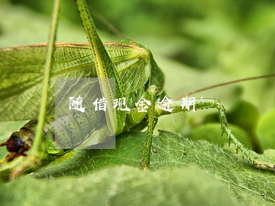 随借现金逾期 随借现金逾期
