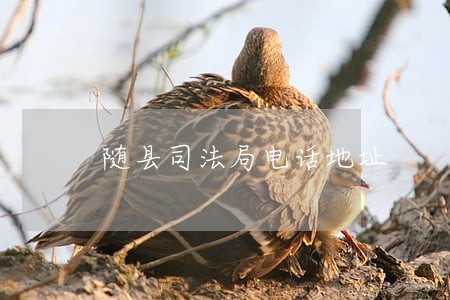 随县司法局电话地址 随县司法局电话地址