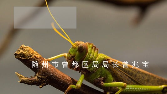 随州市曾都区局局长曾兆宝 随州市曾都区局局长曾兆宝