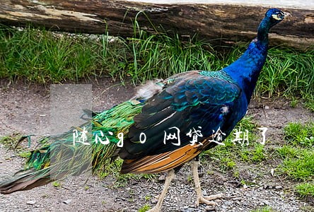 随心go网贷逾期了 随心go网贷逾期了