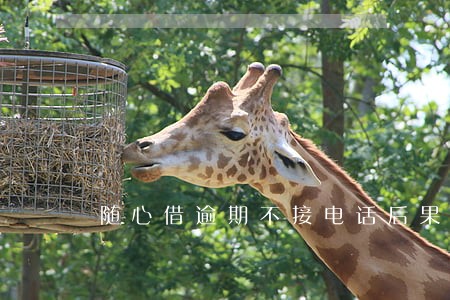 随心借逾期不接电话后果