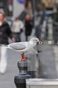 随心借逾期多久取消分期 随心借逾期多久取消分期