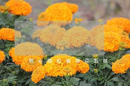 随心微粒逾期会怎样 随心微粒逾期会怎样