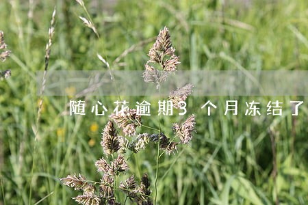 随心花逾期3个月冻结了怎么办 随心花逾期3个月冻结了怎么办