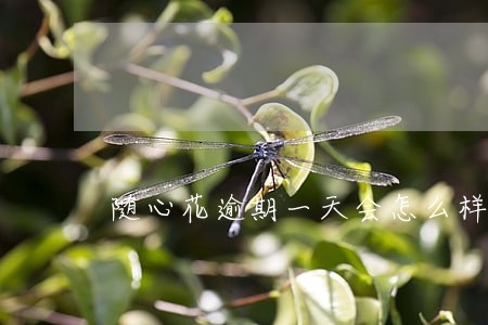 随心花逾期一天会怎么样 随心花逾期一天会怎么样