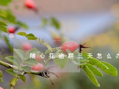 随心花逾期三天怎么办
