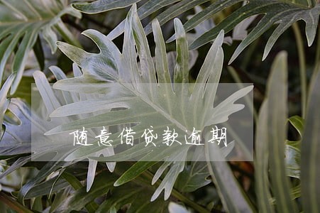 随意借贷款逾期 随意借贷款逾期