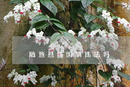 随意悬挂国旗违法吗