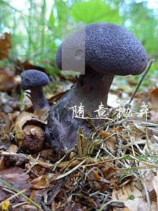 随意抛弃狗违法吗