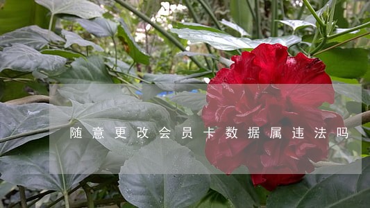 随意更改会员卡数据属违法吗