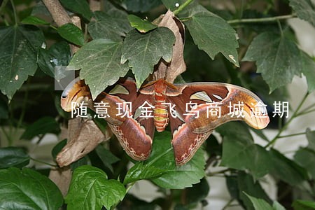 随意现金飞鸟商城逾期 随意现金飞鸟商城逾期
