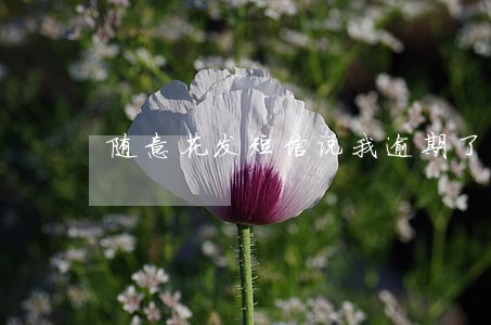 随意花发短信说我逾期了