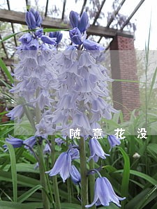 随意花没借款说我逾期 随意花没借款说我逾期