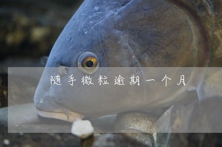 随手微粒逾期一个月 随手微粒逾期一个月