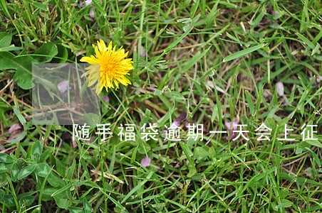 随手福袋逾期一天会上征信吗
