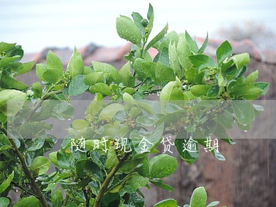 随时现金贷逾期 随时现金贷逾期