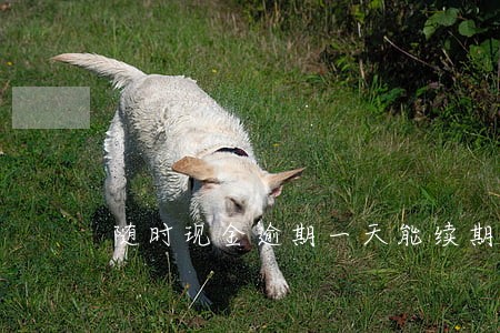 随时现金逾期一天能续期不 随时现金逾期一天能续期不