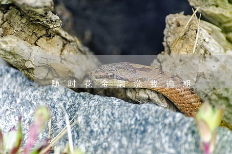 随时花金融说我逾期 随时花金融说我逾期