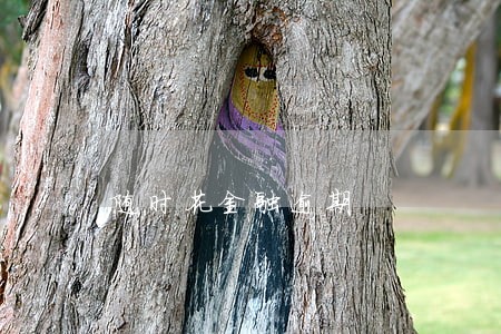随时花金融逾期 随时花金融逾期