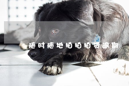 随时随地拍拍拍贷逾期 随时随地拍拍拍贷逾期