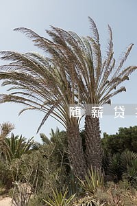 随薪贷扣款还是逾期 随薪贷扣款还是逾期