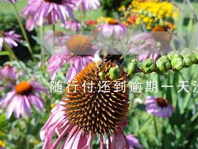 随行付还到逾期一天没事吧 随行付还到逾期一天没事吧