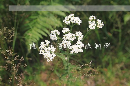 隐名出资的司法判例