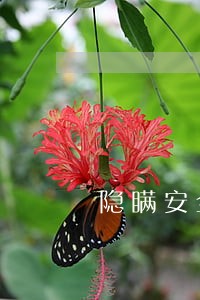 隐瞒安全事故的法规责任 隐瞒安全事故的法规责任