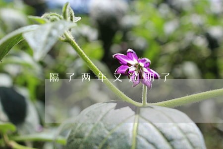 隔了两年又逾期了 隔了两年又逾期了