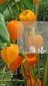 雁塔区法院民一庭庭长是谁