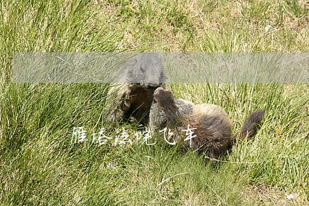 雁塔法院飞车 雁塔法院飞车