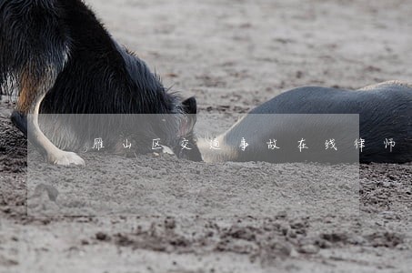 雁山区交通事故在线律师 雁山区交通事故在线律师