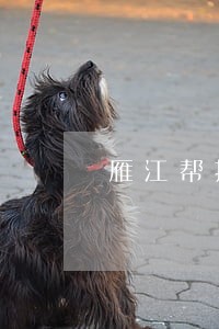 雁江帮扶 雁江帮扶